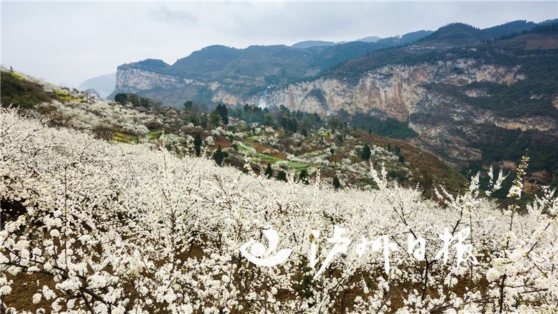 三大产业高质量发展,叙永县乡村产业发展优势