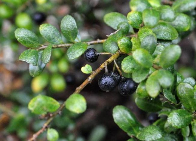 植物图鉴城市常见景观树,路边常见的植物