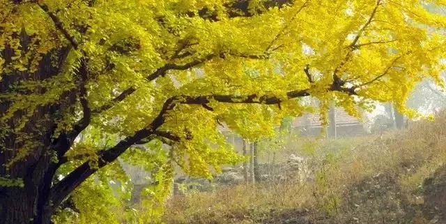 济南秋天看银杏的地方,济南银杏最好看的地方