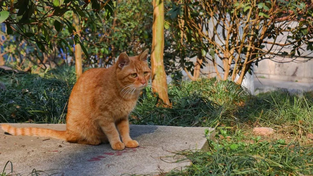 南京最美赏秋地点,南京赏秋之旅