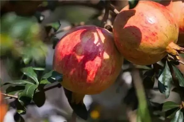 四川最南边的古城,看会理前世今生!