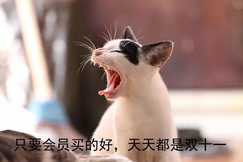 双11的猫粮跟平时的不一样,双11猫粮价格