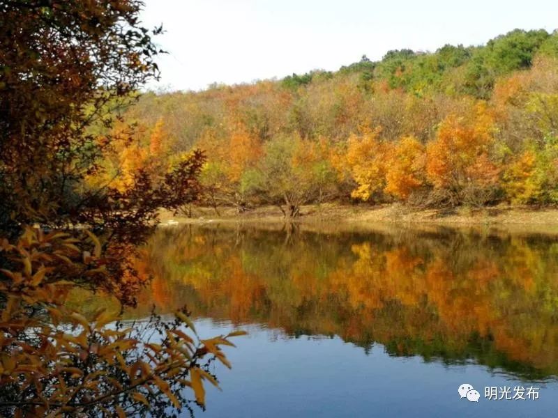 「荐读」一“榉”成名自来桥！