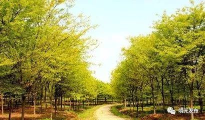 「荐读」一“榉”成名自来桥！