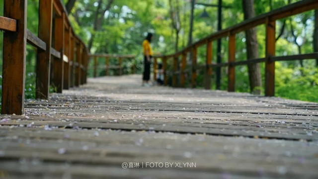 羊驼陪吃早餐，天鹅湖中畅游，藏身北京奥森旁的休憩之地：在之禾