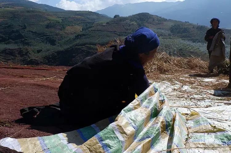 它被称“五谷之王”，泡水喝，清脂肪降三高，养生抗衰老！