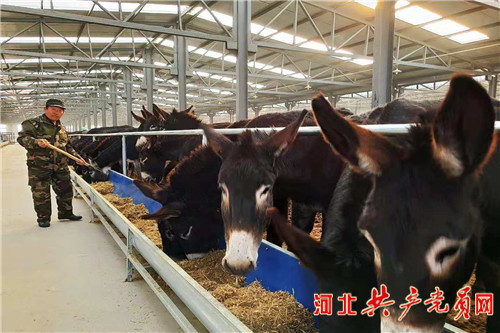 阳原小毛驴视频 (阳原小毛驴怎么样)