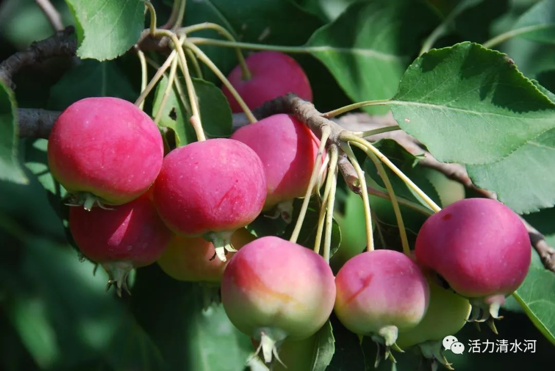 清水河原创作品,清水河原创音乐