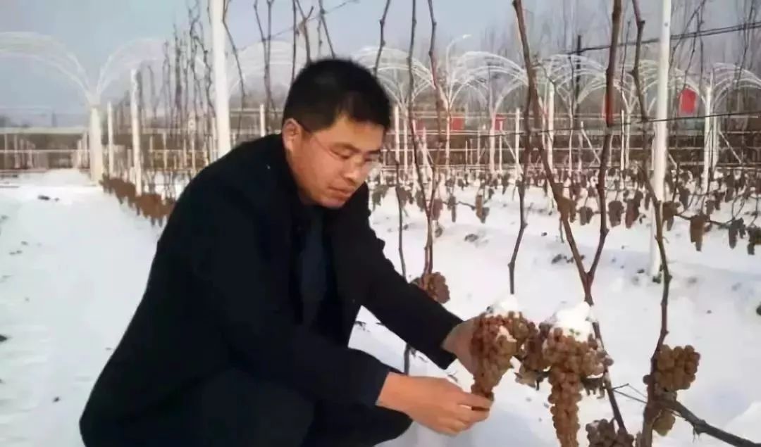 他用一块地做火2个产业，在冰葡萄田里把黑豆卖出4000万！