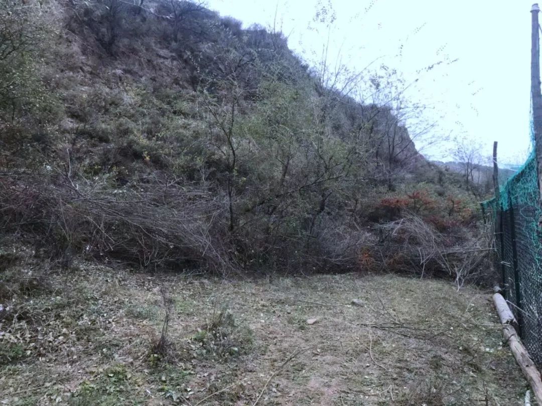 为啥救助狍子要捂眼睛,你们救过的小动物来报恩了吗