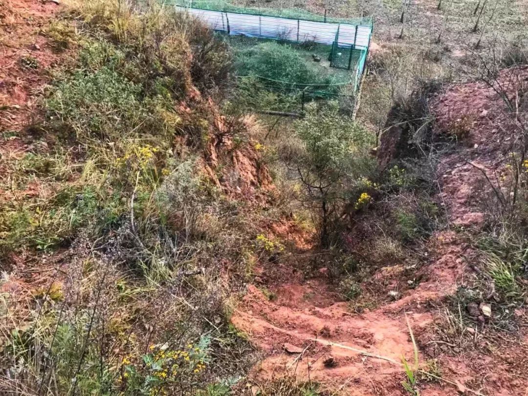 为什么救助狍子要用白布捂眼睛,救助狍子该送哪里