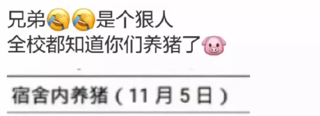 「文末附招聘」大学生宿舍养猪被通报批评！被发现的原因……平湖人有养过特别的宠物吗？