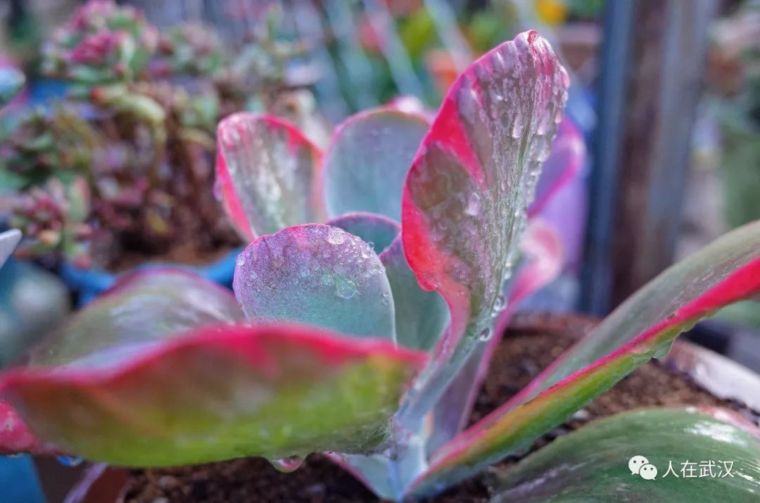 花市买10元3盆多肉,武汉多肉花卉便宜