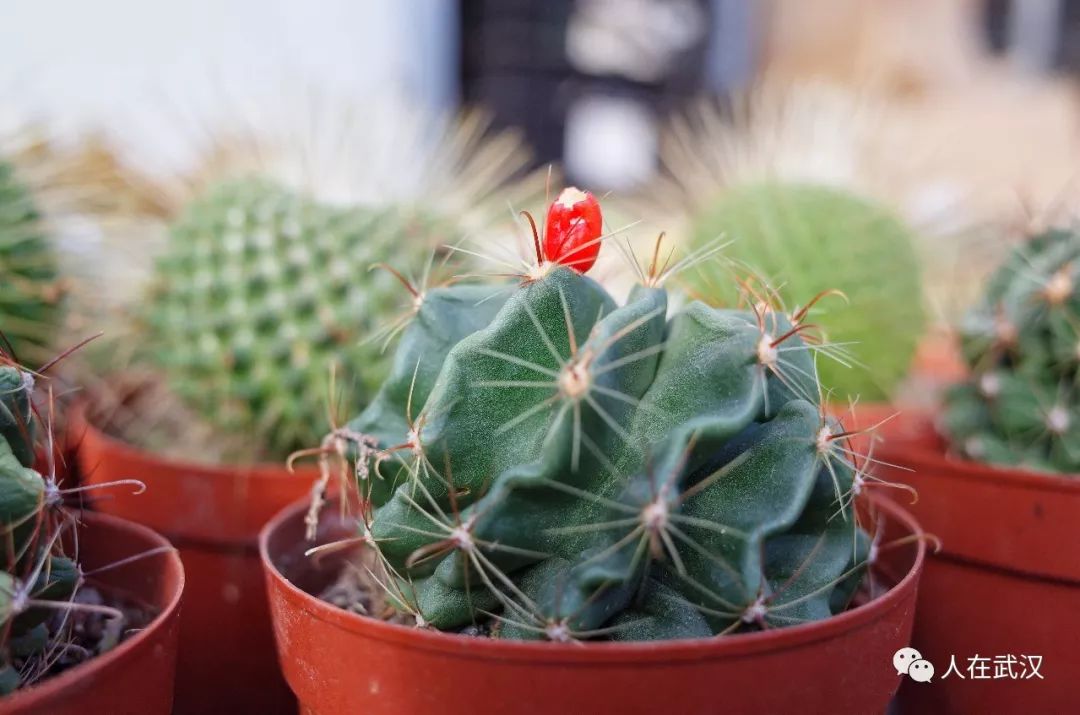 花市买10元3盆多肉,武汉多肉花卉便宜