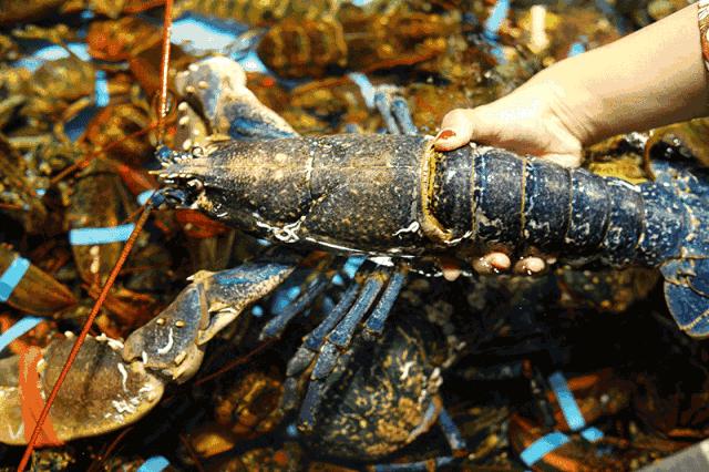 这个1元甜甜圈火了！常州只有一家店在卖！