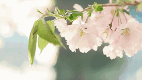 陈都灵古风仿妆,iu陈都灵