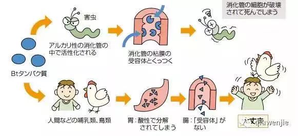 台湾有转基因食品吗,台湾人对转基因食品的评价