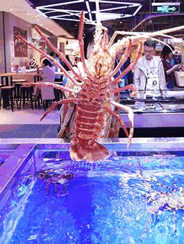 火爆全国的网红超市盒马鲜生来武汉啦！首店开业波龙88元一只，超多爆款买一送一！