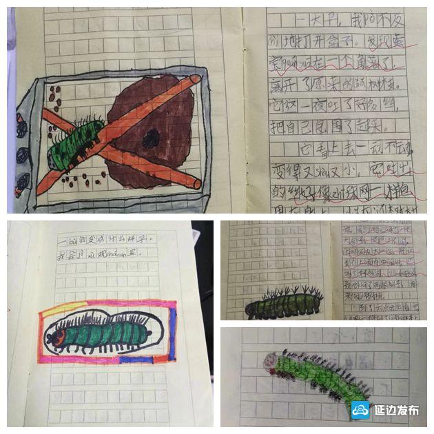 蚕宝成长记绘本,蚕宝成长记二年级