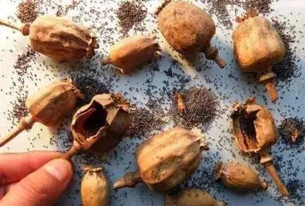 事发常州!神秘膏方竟添加*粟罂**壳粉成分?