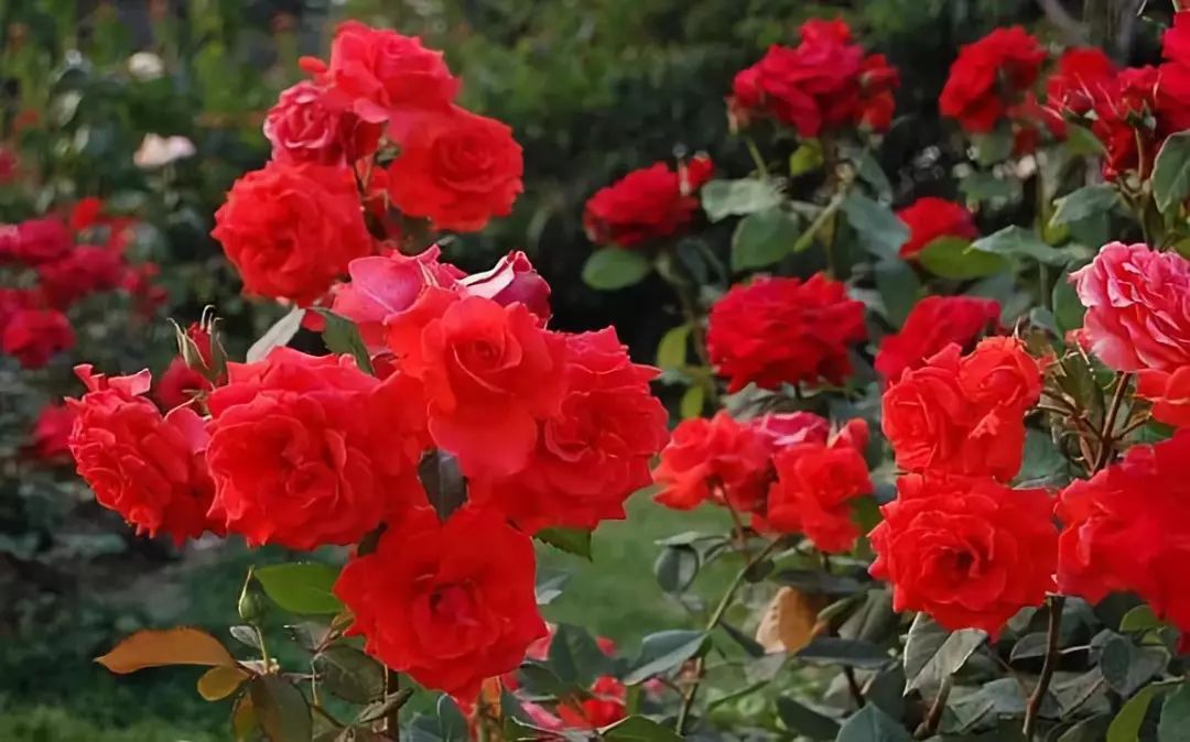 如何给藤本月季打造一面花墙,藤本月季种几棵才能出花墙的效果