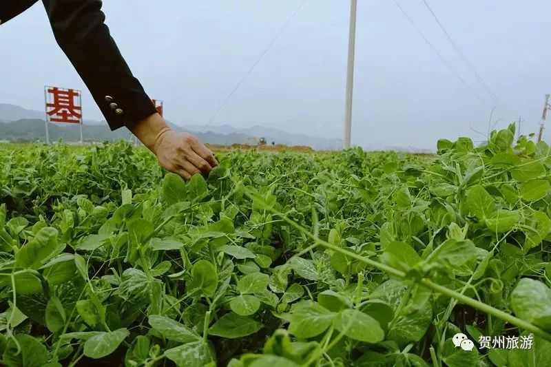 贺州的旅游景点大全,贺州旅游景点推荐