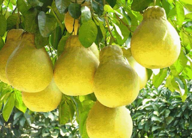 市民免费领取福利,市民购车每辆可获5000元消费返券