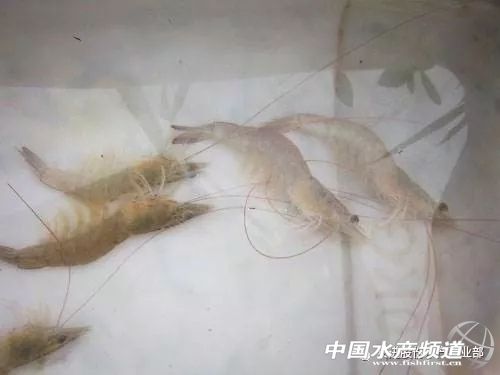 南美对虾小苗空肠空胃怎么引起的,对虾空肠空胃的治疗