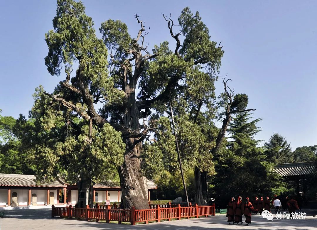 黄陵网红打卡地,黄陵风景视频