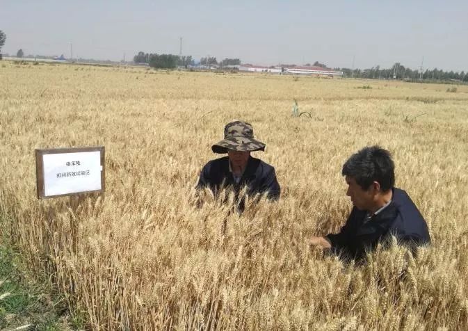 辉丰能百旺噻苯隆说明书,辉丰能百旺多少钱一袋