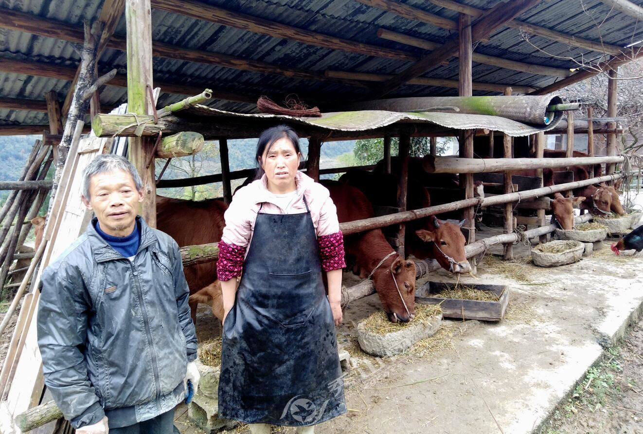 鍒涗笟鑷村瘜甯﹀ご浜鸿閲戞椇,鍐滄潙鍒涗笟鑷村瘜甯﹀ご浜洪粍鐐虫墠