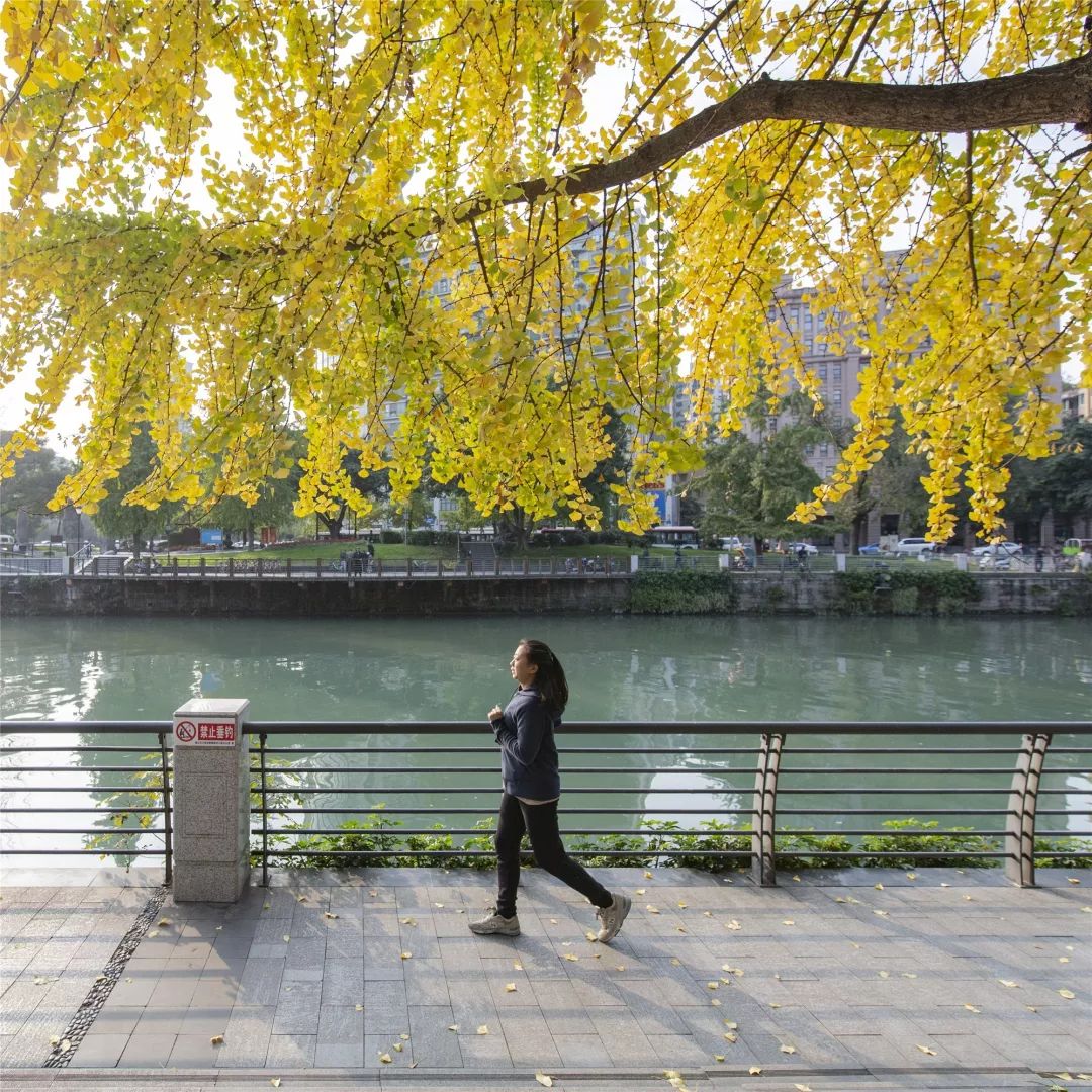 成都锦江边最漂亮的银杏,成都银杏美图