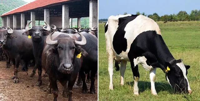 一条拼团|“百菲酪”水牛奶,日东红茶经典奶茶