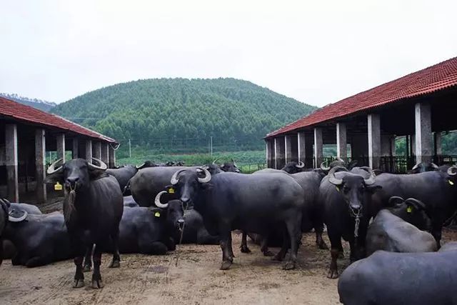 一条拼团｜“百菲酪”水牛奶，日东红茶经典奶茶