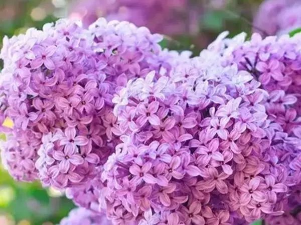 家中总有人生病摆放什么镇宅,家人生病家里摆什么物件