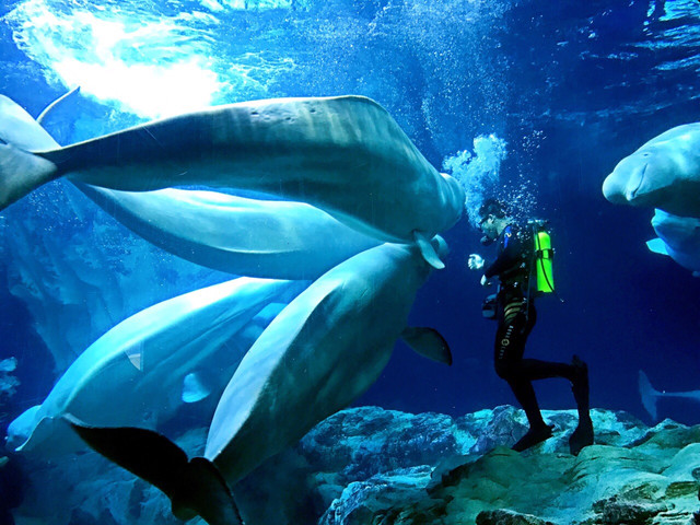 长隆珠海海洋王国网红打卡,珠海长隆海洋王国哪里买门票便宜