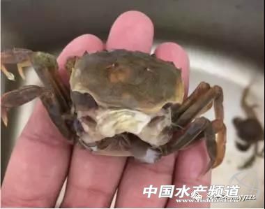 鱼病防治,渔药治渔病