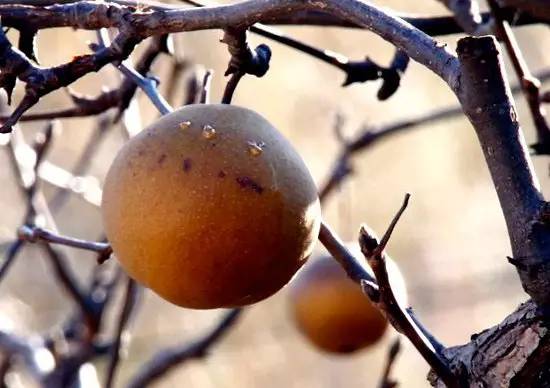 北方人会猫冬,东北什么时候开始猫冬