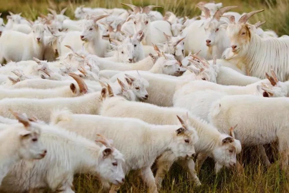 来自海拔1500米的阿尔巴斯白山羊绒围巾—羊绒界的“爱马仕”