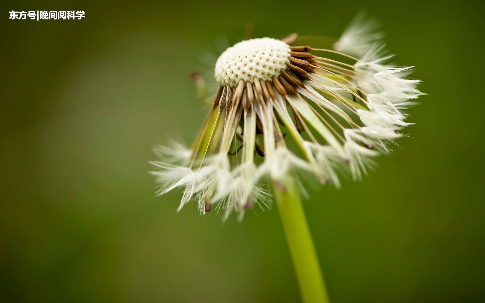 蒲公英为什么会飞实验,蒲公英为什么能够飞