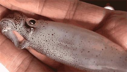 渔家女朋友圈直播,渔家女海鲜直播