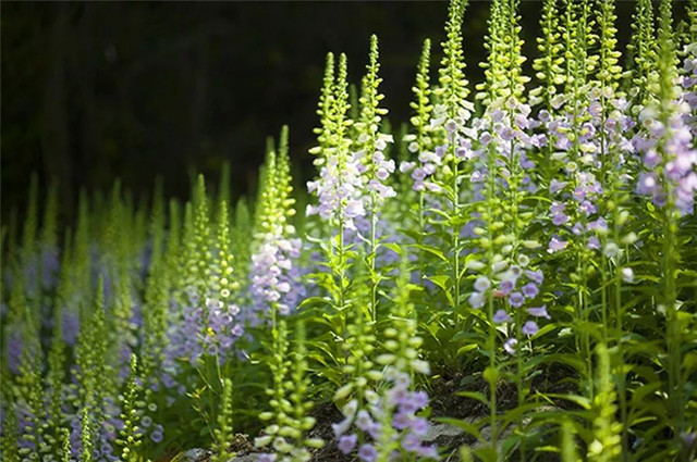 成都周边野花,成都周边花谷景区推荐