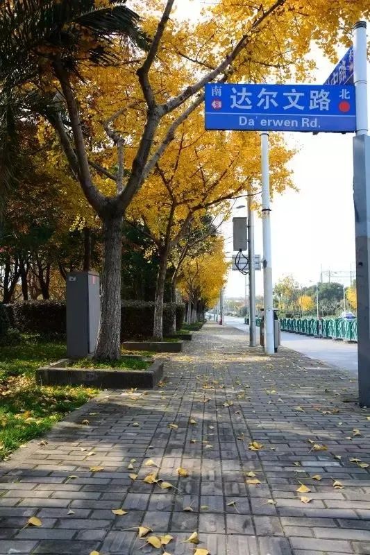 银杏打卡景点,成都周边打卡最美银杏观赏地