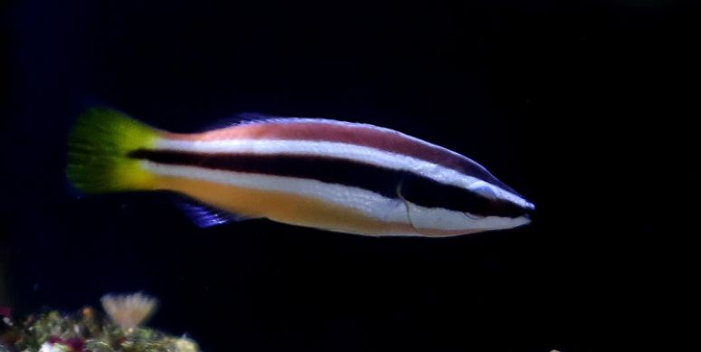 海缸攻略,所有人的终极目标