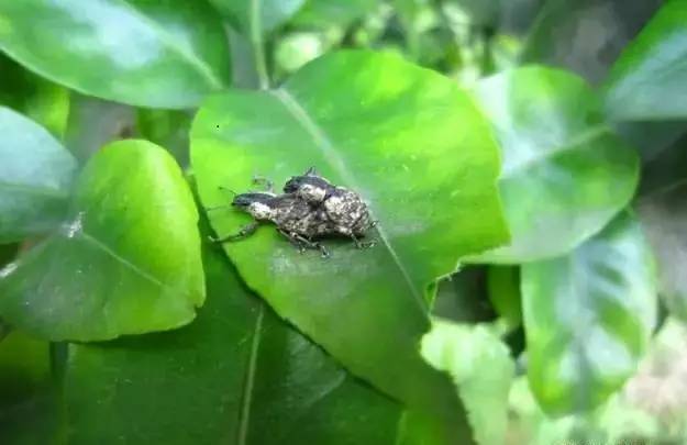 秋梢如何防治病虫害,注意秋梢之后的防落果管理