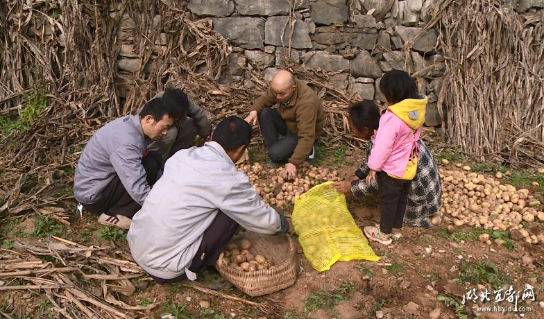 土豆批发产地直销白心土豆,崇州黄心土豆批发
