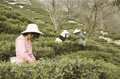 「特刊」县委书记和县长在《信阳日报》上各写了一篇署名文章！他们都是怎么夸商城的？瞧瞧~