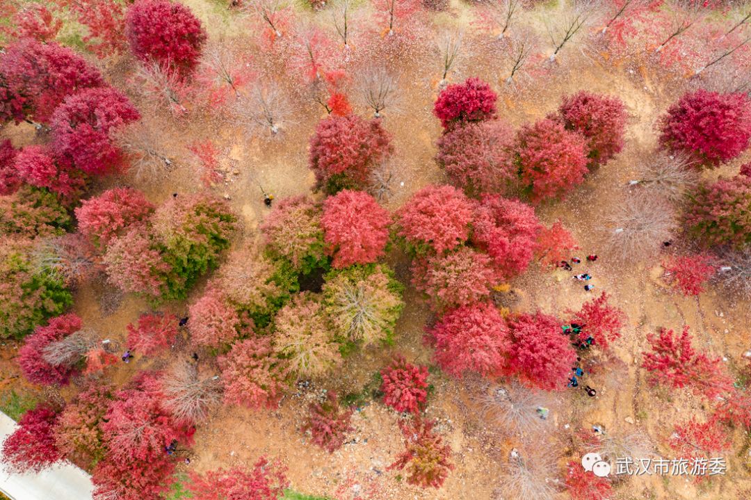 红叶最佳旅游地点武汉,武汉看红叶最好的地方