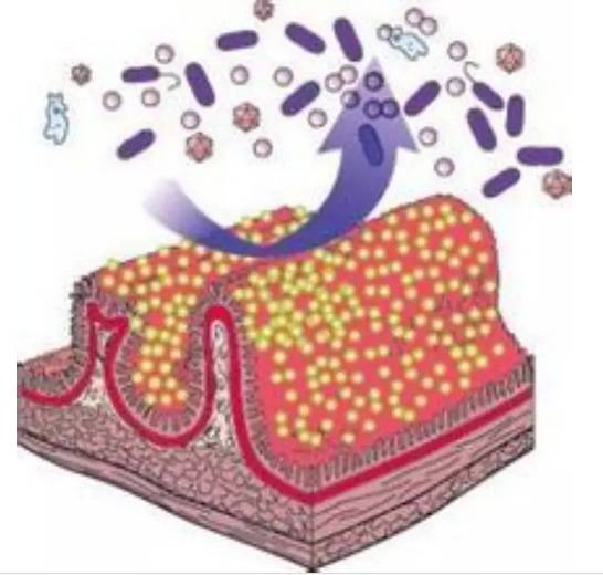儿童益生菌过敏一般多久自愈,过敏宝宝吃益生菌多久见效