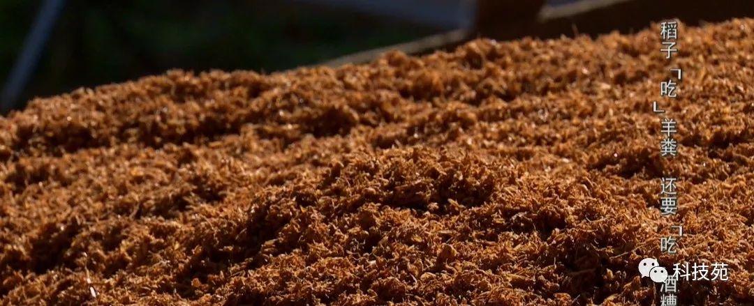 稻田吃活鱼,稻田里吃稻花鱼